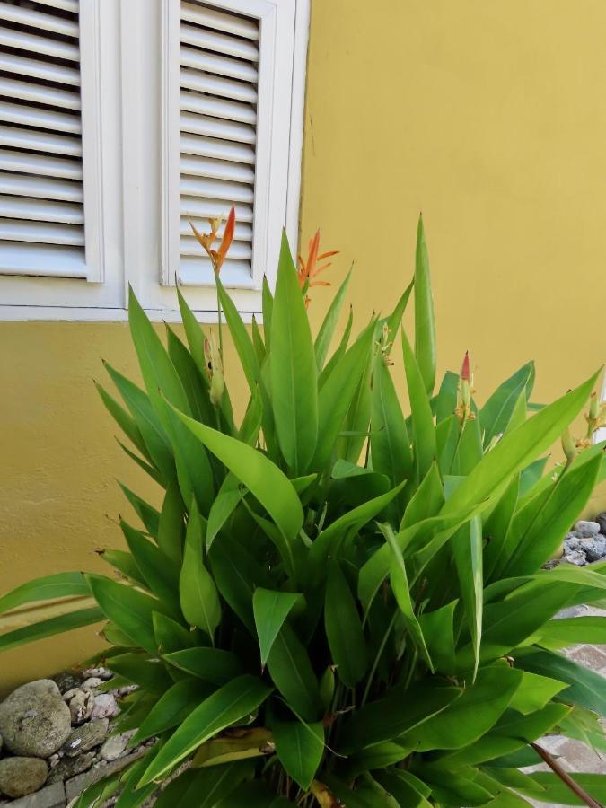 Historic Building The Palm Backyard Studio-Apartment Willemstad, Curacao Feel Home Away From Home ภายนอก รูปภาพ